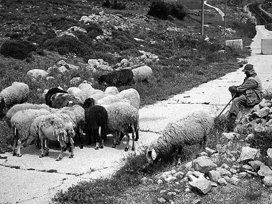 רועה צאן מבורקה על תוואי כביש 60 הישן / צלם: אדוארד קפרוב